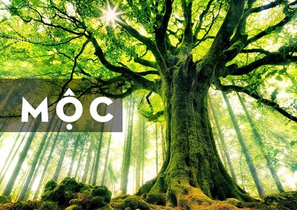 Mệnh mộc hợp màu gì, chọn đồng hồ cho người mệnh mộc